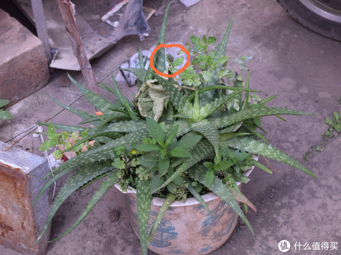 从Nikon 尼康 D3100 到 D5300：用图说话，入门级升级到入门级是否值得？