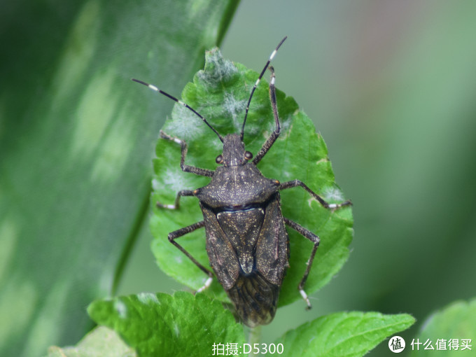 从Nikon 尼康 D3100 到 D5300：用图说话，入门级升级到入门级是否值得？