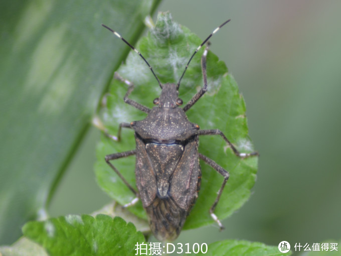 从Nikon 尼康 D3100 到 D5300：用图说话，入门级升级到入门级是否值得？