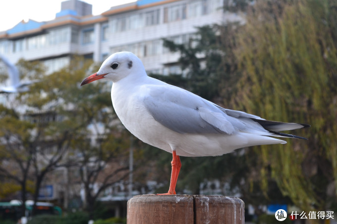 从Nikon 尼康 D3100 到 D5300：用图说话，入门级升级到入门级是否值得？