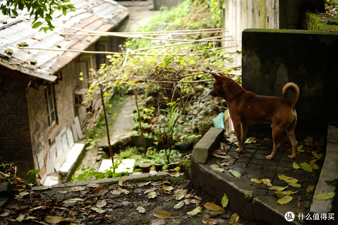 买了机身就买不起头的 Fujifilm 富士 X-E1