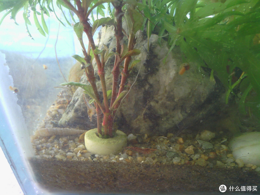 养水养泥养植物：我的水族之路