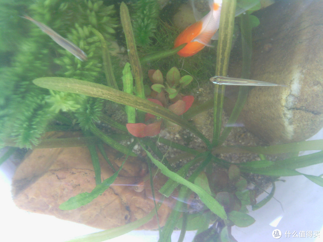 养水养泥养植物：我的水族之路