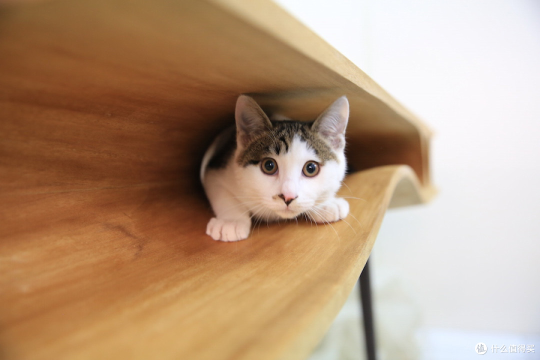 桌内托喵所:CATable猫桌 登陆Fancy开卖 亲民版今后带来