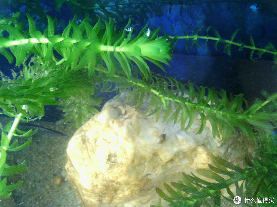 养水养泥养植物：我的水族之路