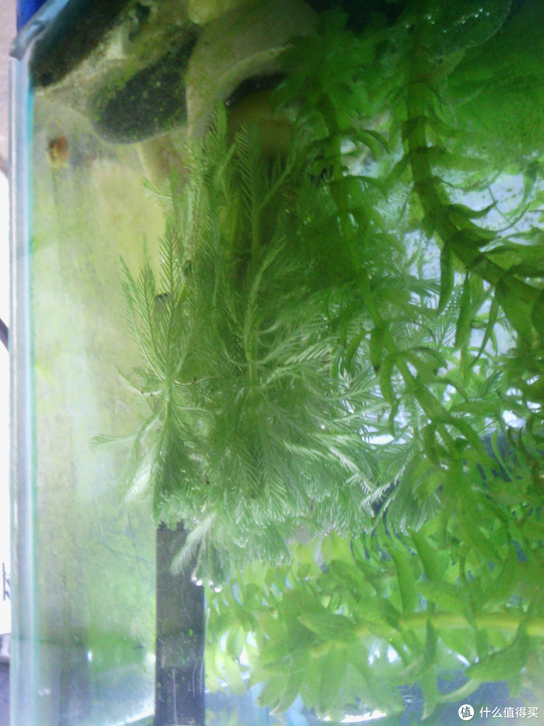 养水养泥养植物：我的水族之路