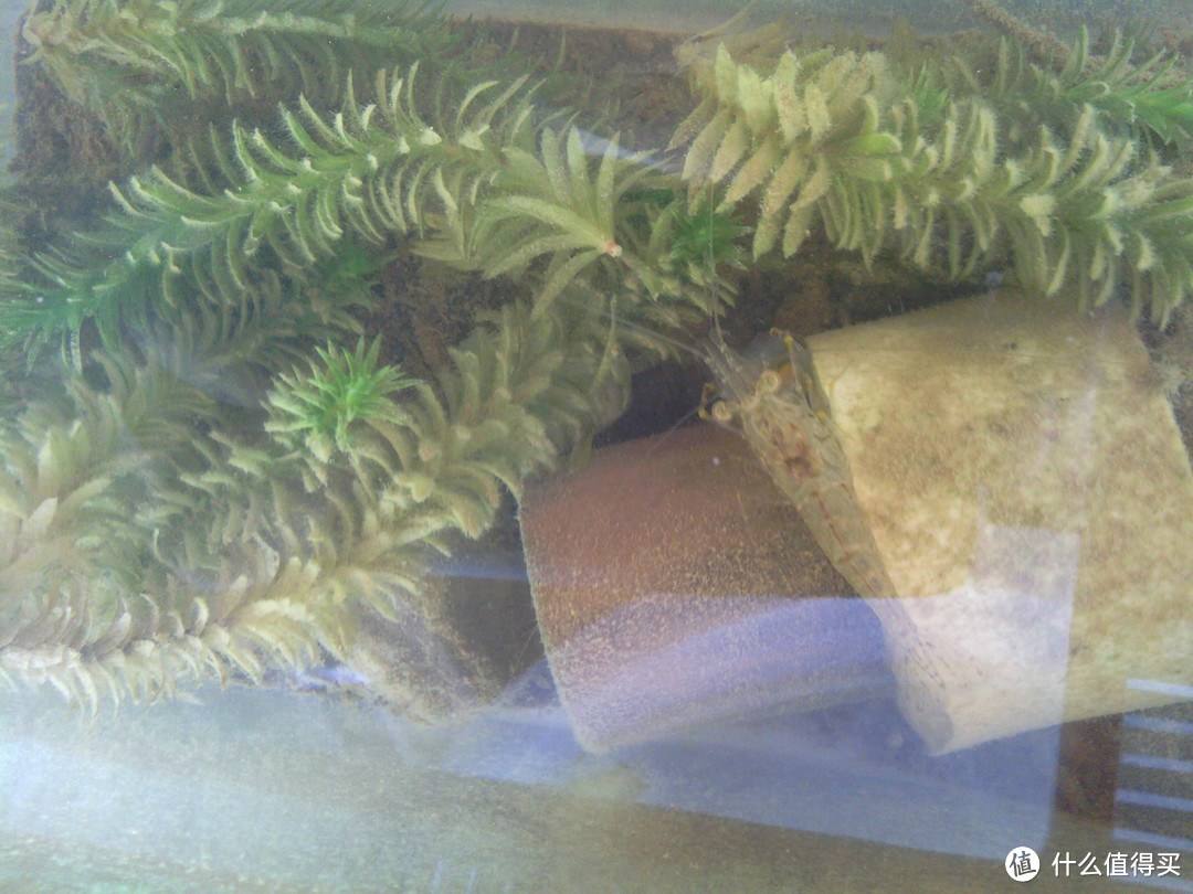 养水养泥养植物：我的水族之路