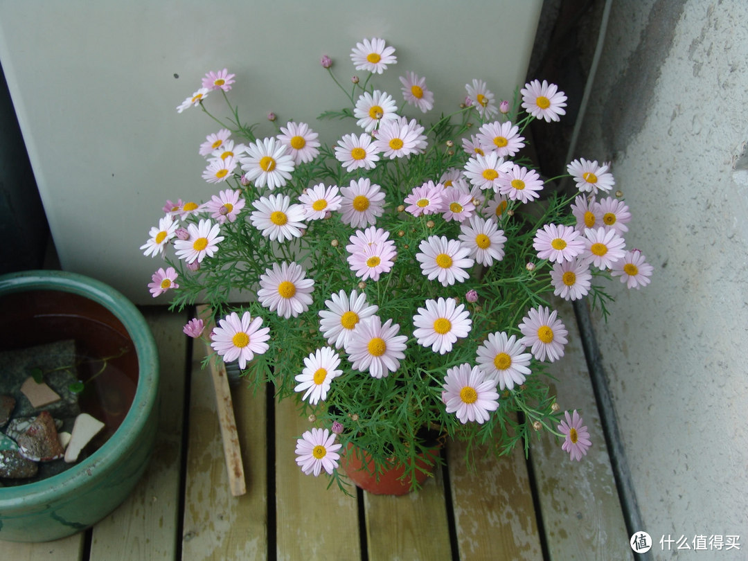 少谈经验，且看成果！老白的“花间” — 晒晒我家的装修