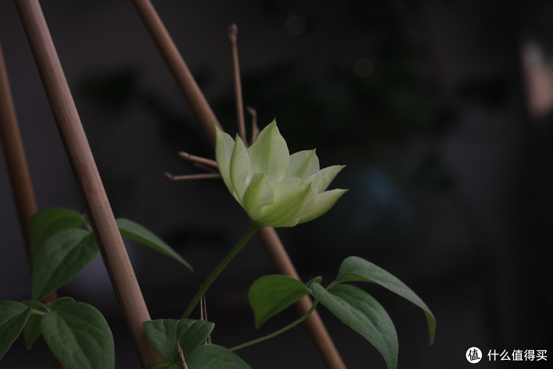 少谈经验，且看成果！老白的“花间” — 晒晒我家的装修