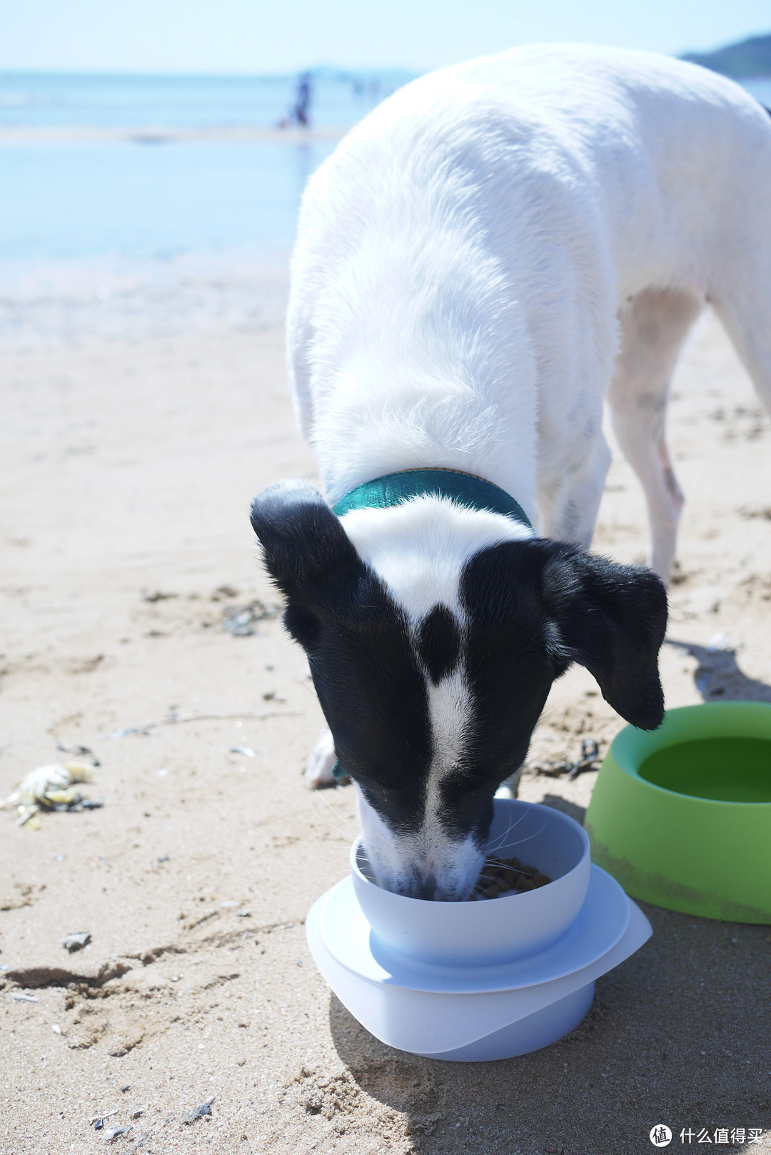 Sleepypod Yummy Travel Bowls 旅行专用碗