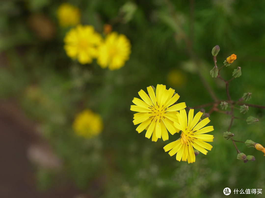 RICOH 理光 GXR，买了就是小白鼠