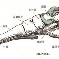 波士顿 Ipswich Lace-Up 男款皮鞋使用感受(尺码|缓冲|避震)
