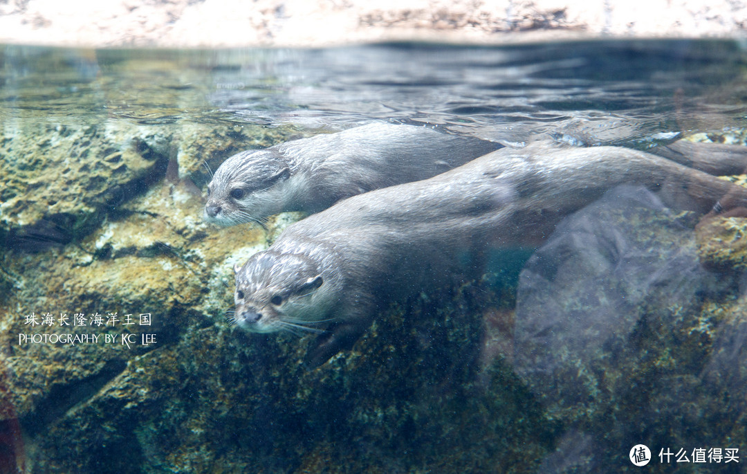 The Amazing Aquarium：珠海长隆海洋王国