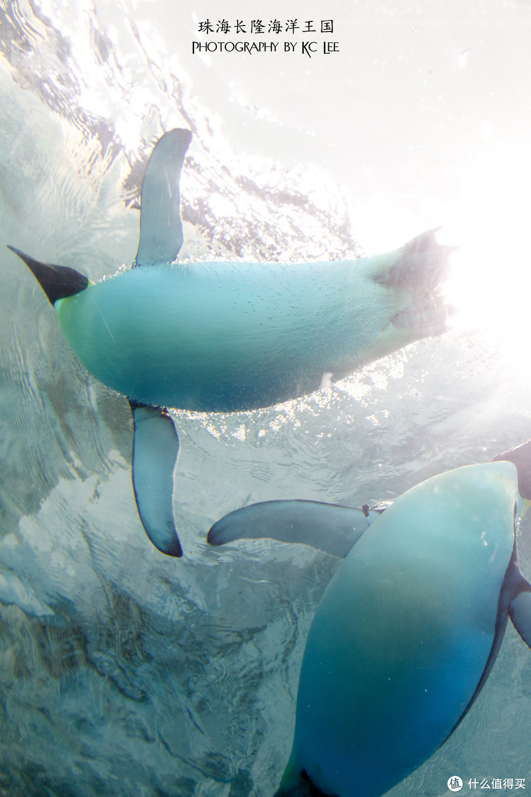 The Amazing Aquarium：珠海长隆海洋王国