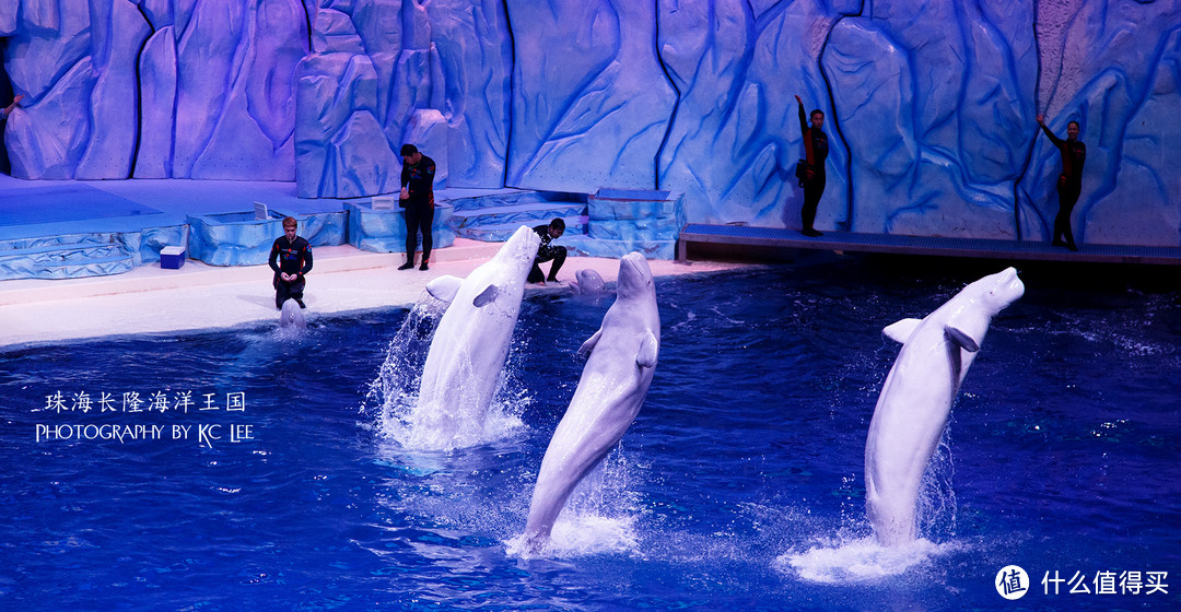 The Amazing Aquarium：珠海长隆海洋王国