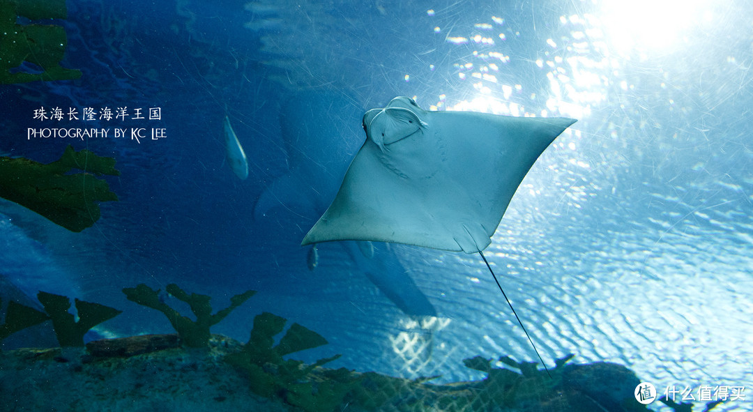 The Amazing Aquarium：珠海长隆海洋王国