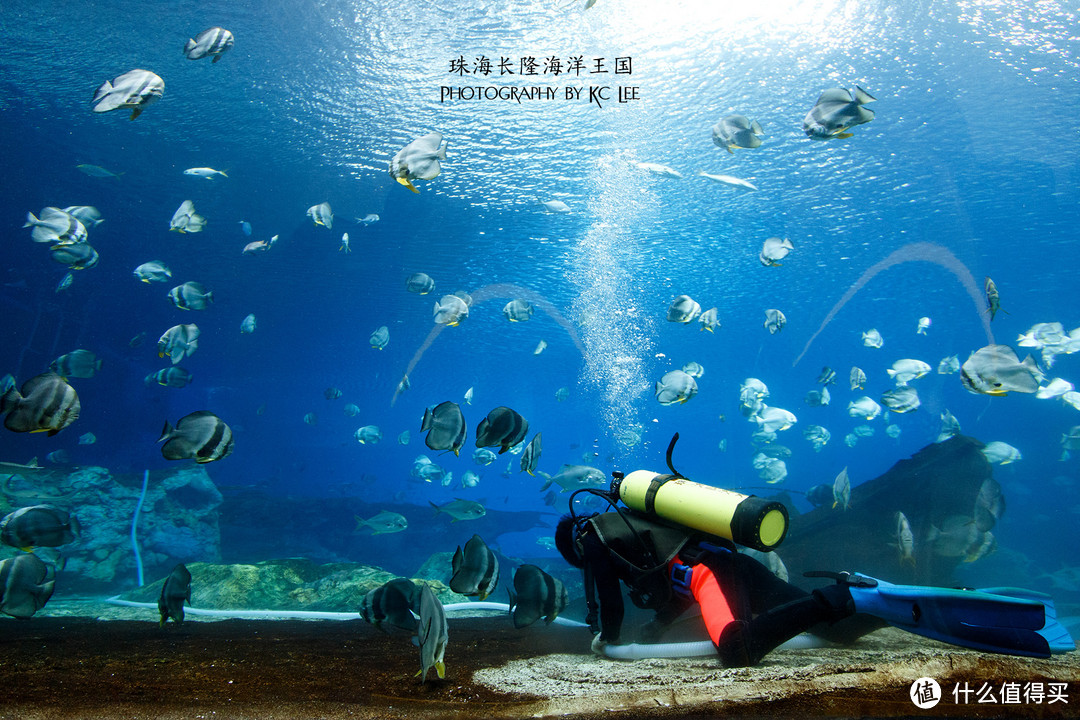 The Amazing Aquarium：珠海长隆海洋王国