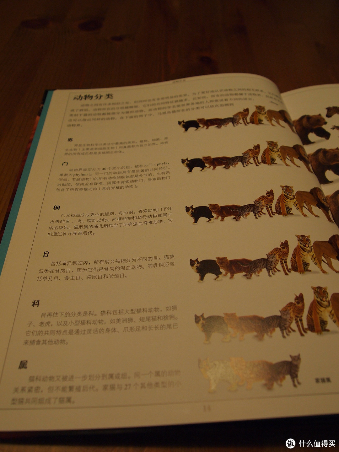 熊孩子迟到的圣诞礼物：《DK儿童大百科(动物+自然)》