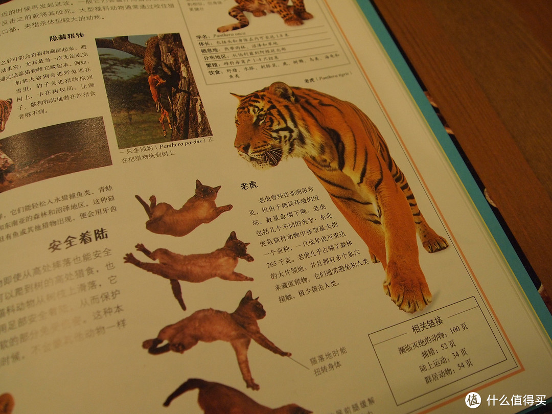 熊孩子迟到的圣诞礼物：《DK儿童大百科(动物+自然)》