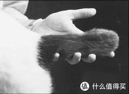 从选猫到准备带猫回家