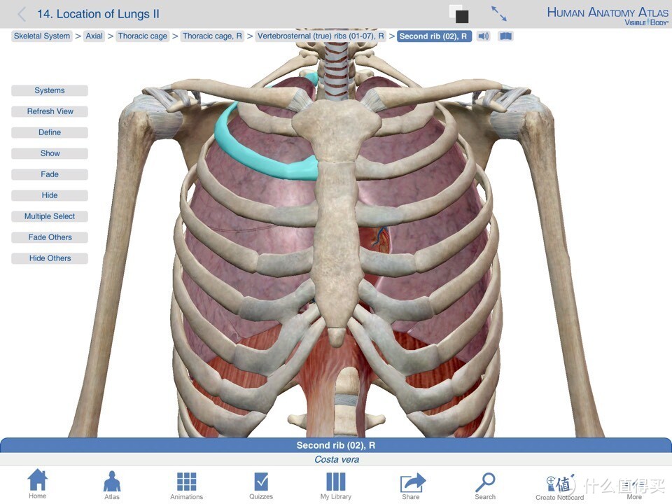 献给期末复习到晕倒的医学生：关于人体解剖系统学习神器 — Human Anatomy Atlas-3D