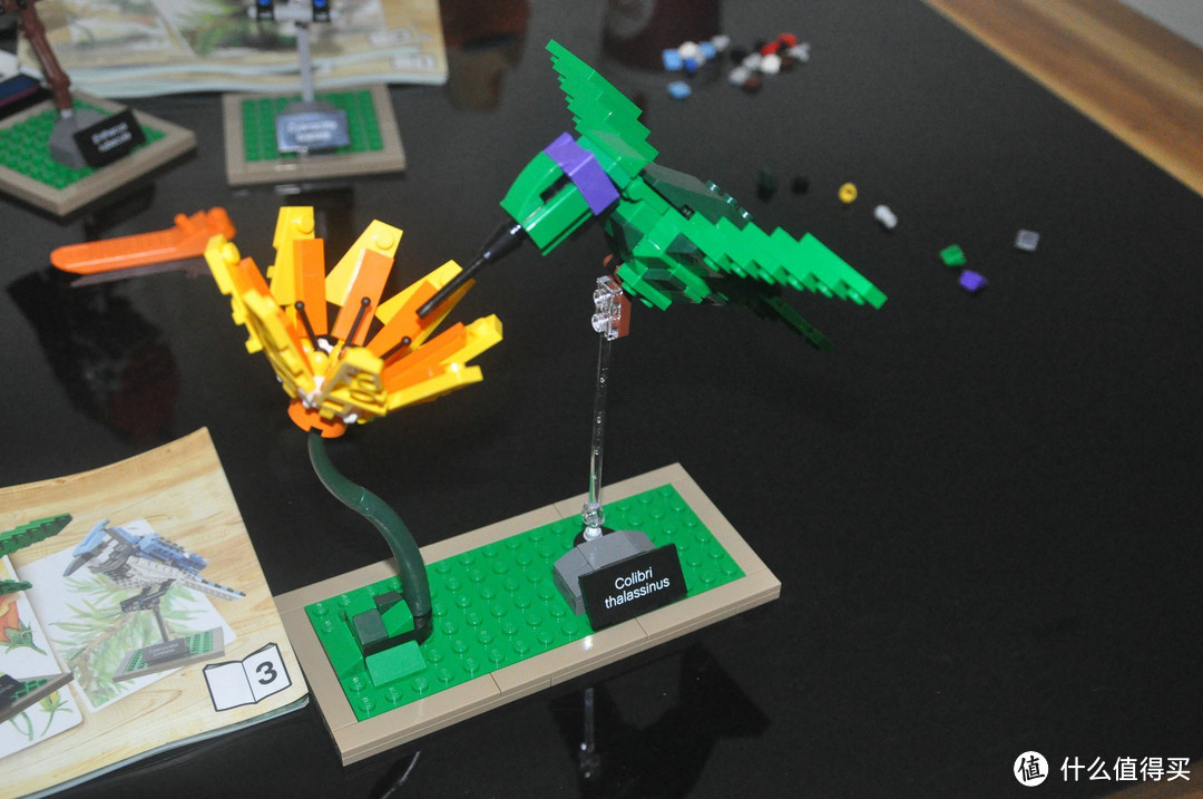【ebay好物分享会】LEGO ideas 21301 birds 鸟类图鉴