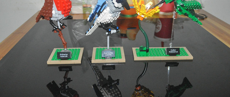 LEGO 21301 IDEAS 世界の鳥-