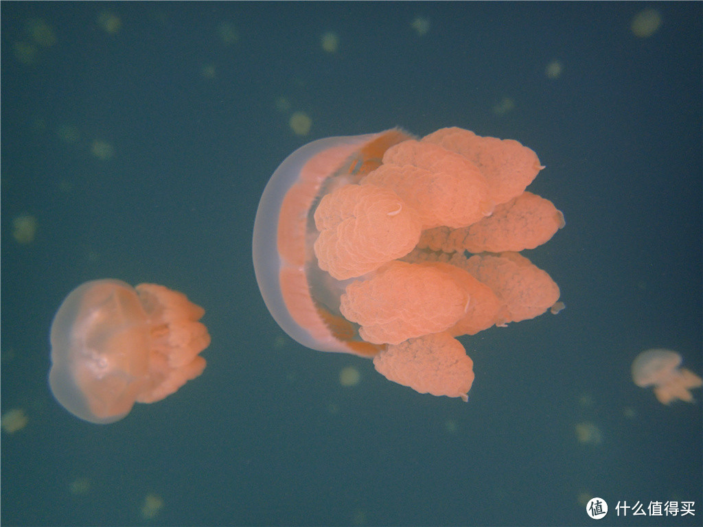 “彩虹的尽头，上帝的水族箱”：Palau 帕劳游记