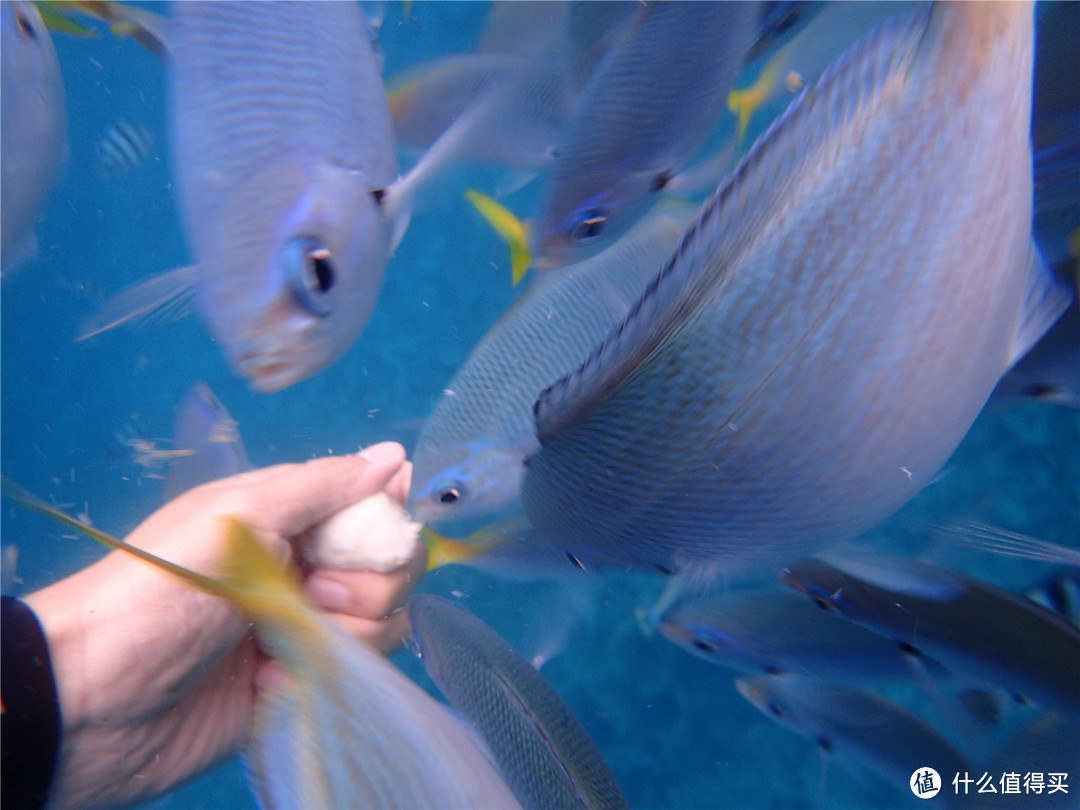 “彩虹的尽头，上帝的水族箱”：Palau 帕劳游记