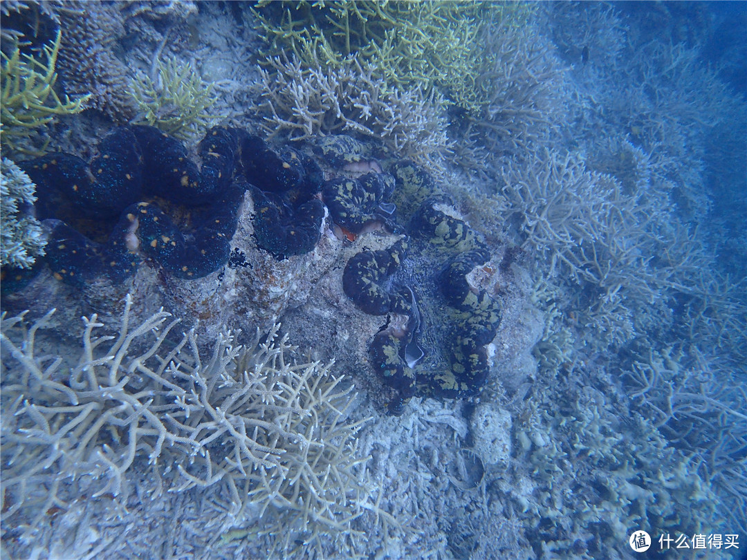 “彩虹的尽头，上帝的水族箱”：Palau 帕劳游记