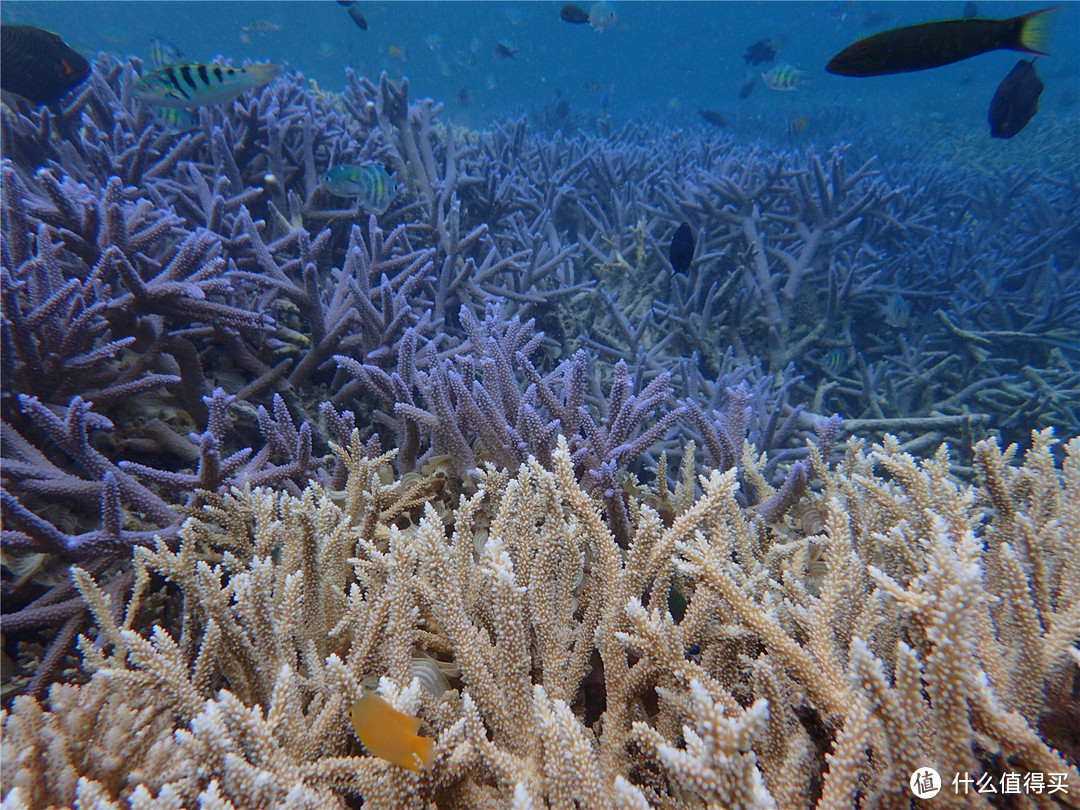 “彩虹的尽头，上帝的水族箱”：Palau 帕劳游记