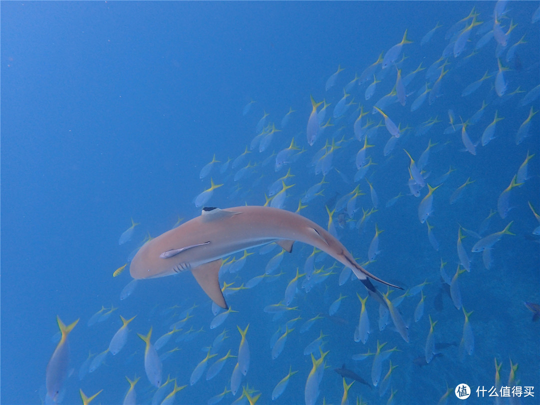 “彩虹的尽头，上帝的水族箱”：Palau 帕劳游记