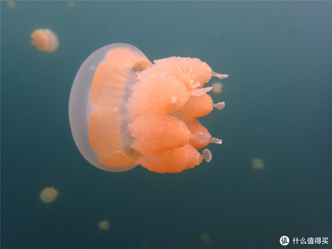 “彩虹的尽头，上帝的水族箱”：Palau 帕劳游记