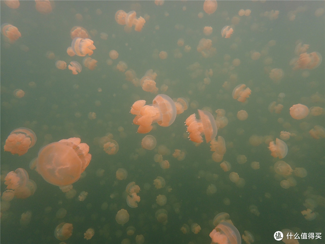 “彩虹的尽头，上帝的水族箱”：Palau 帕劳游记