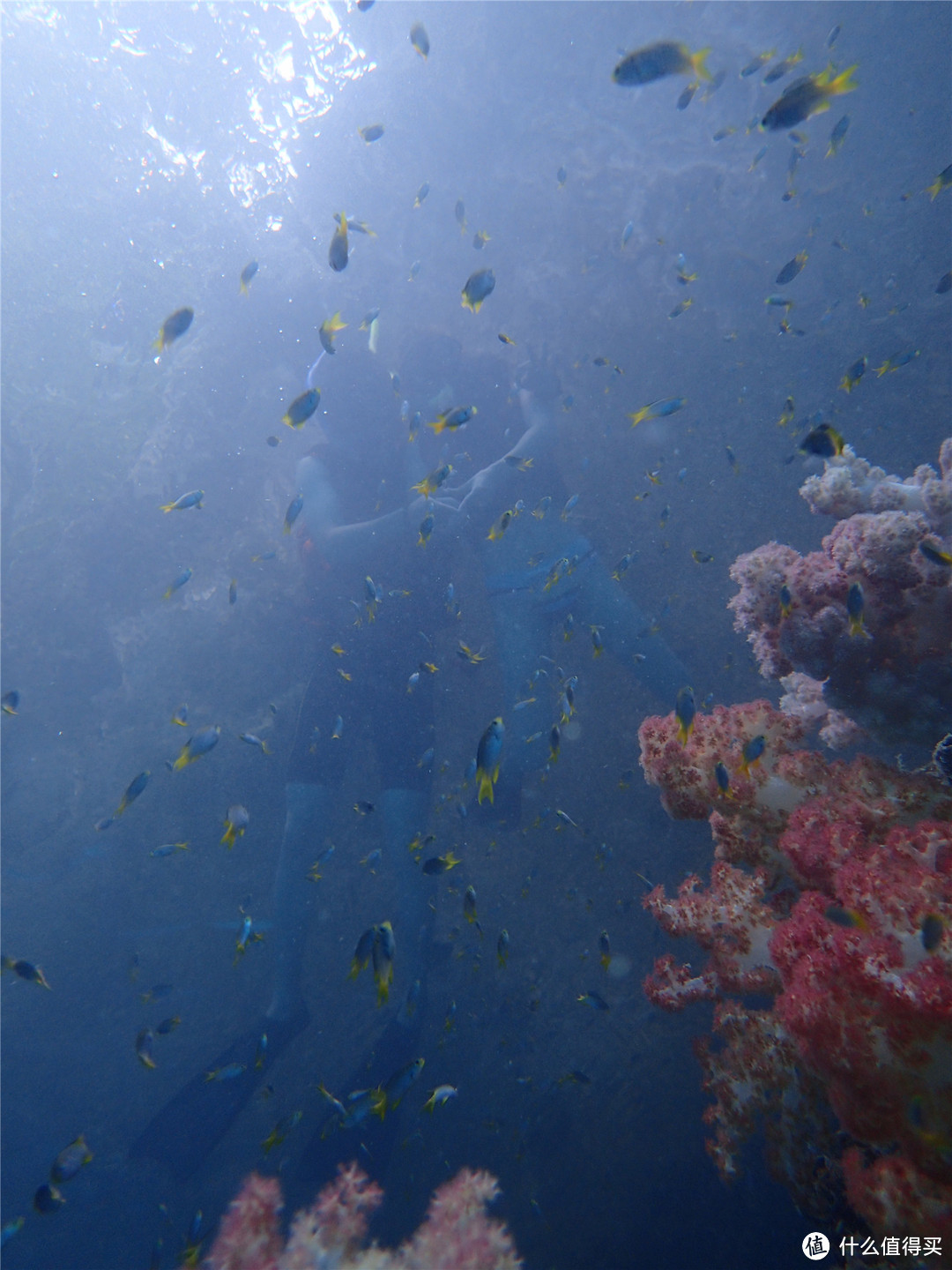 “彩虹的尽头，上帝的水族箱”：Palau 帕劳游记