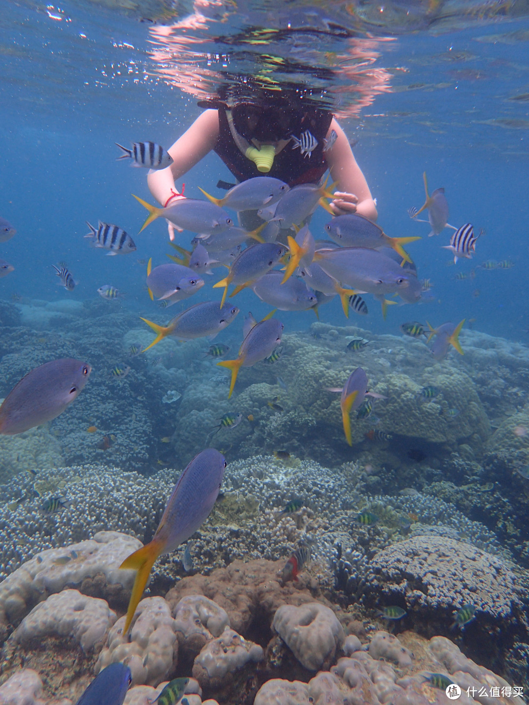 “彩虹的尽头，上帝的水族箱”：Palau 帕劳游记