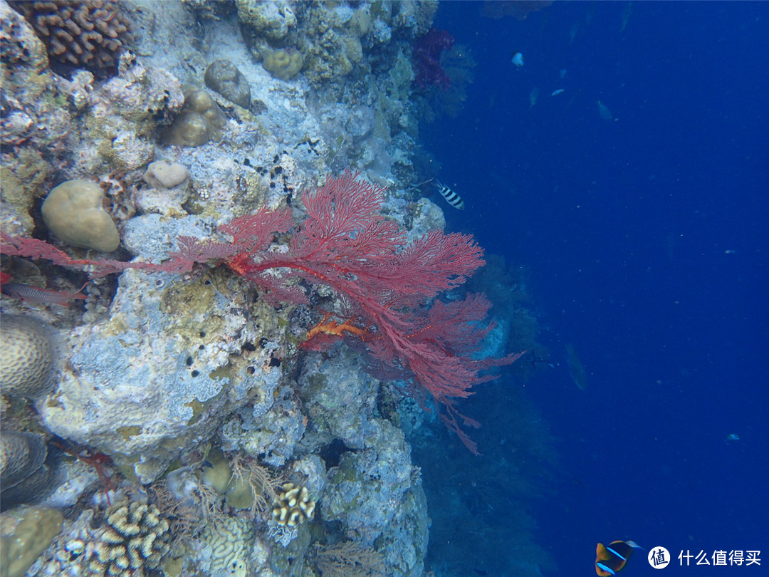 “彩虹的尽头，上帝的水族箱”：Palau 帕劳游记