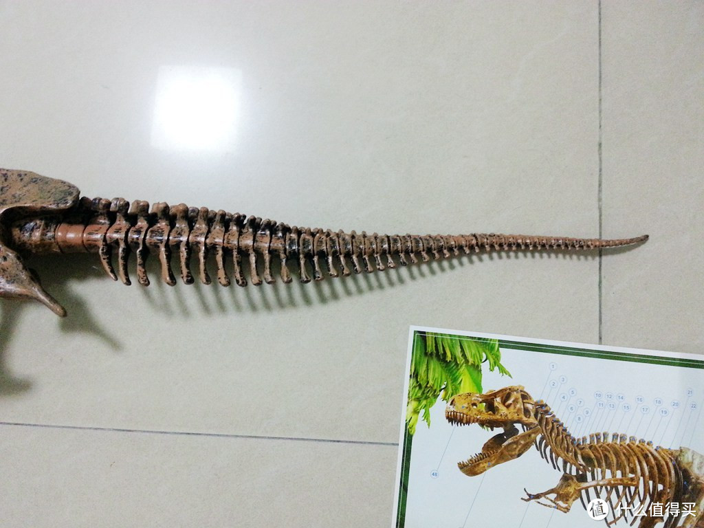 海淘 Elenco Science Tech T-Rex Skeleton 36 恐龙骨架模型