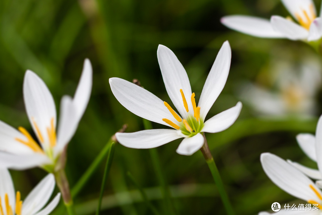 最便宜的佳能红定：Canon EF 100mm F2.8L Macro IS USM