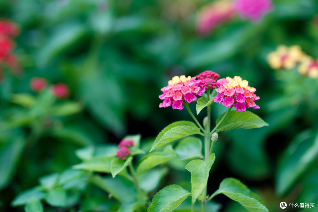 最便宜的佳能红定:Canon EF 100mm F2.8L Macro IS USM