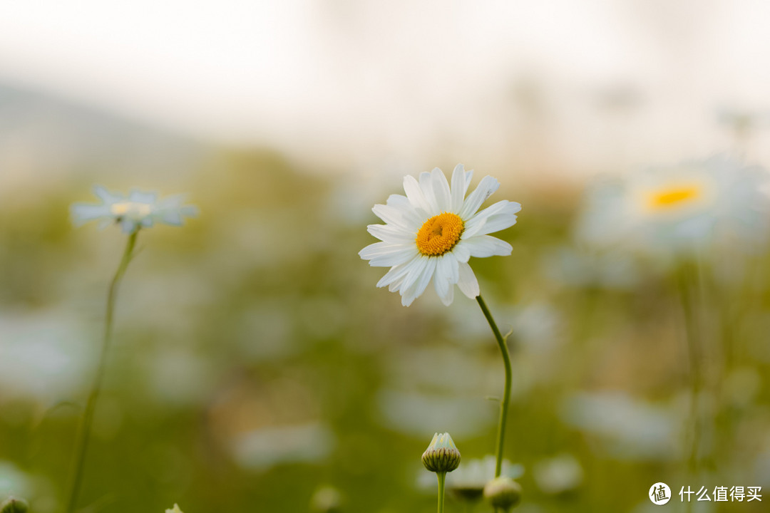 最便宜的佳能红定:Canon EF 100mm F2.8L Macro IS USM