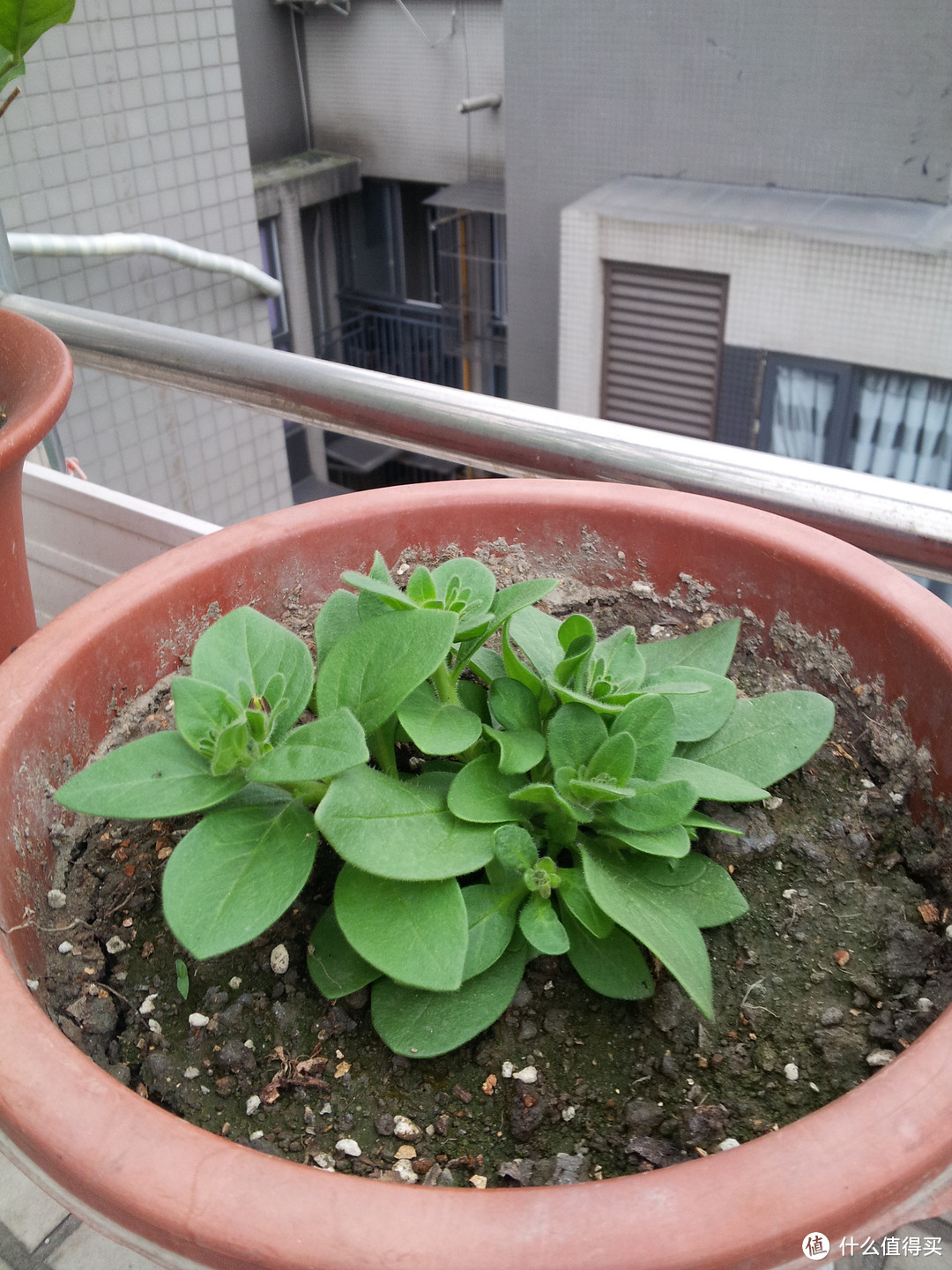 不一样的网购——从种子到花开，我的草花种植