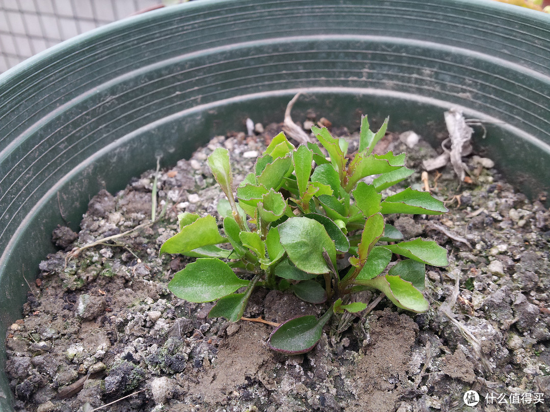 不一样的网购——从种子到花开，我的草花种植