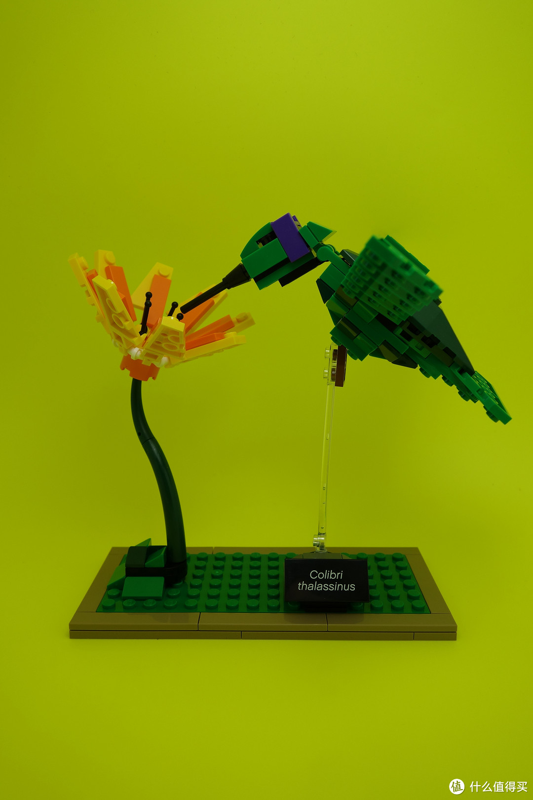 最美乐高？LEGO 乐高 Ideas 21301 Birds Model Kit 鸟类模型 