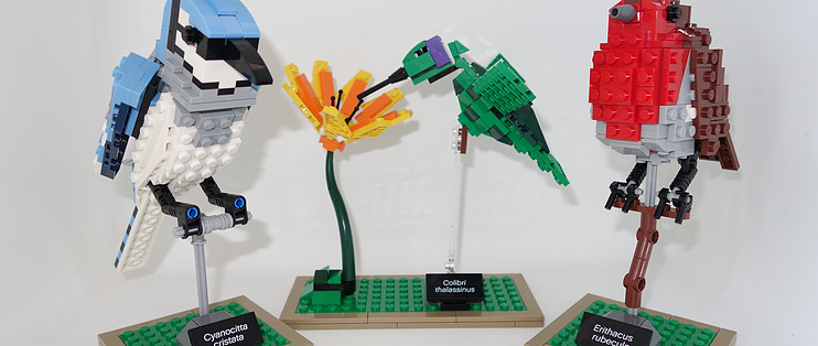 最美乐高？LEGO 乐高Ideas 21301 Birds Model Kit 鸟类模型_拼插积木_