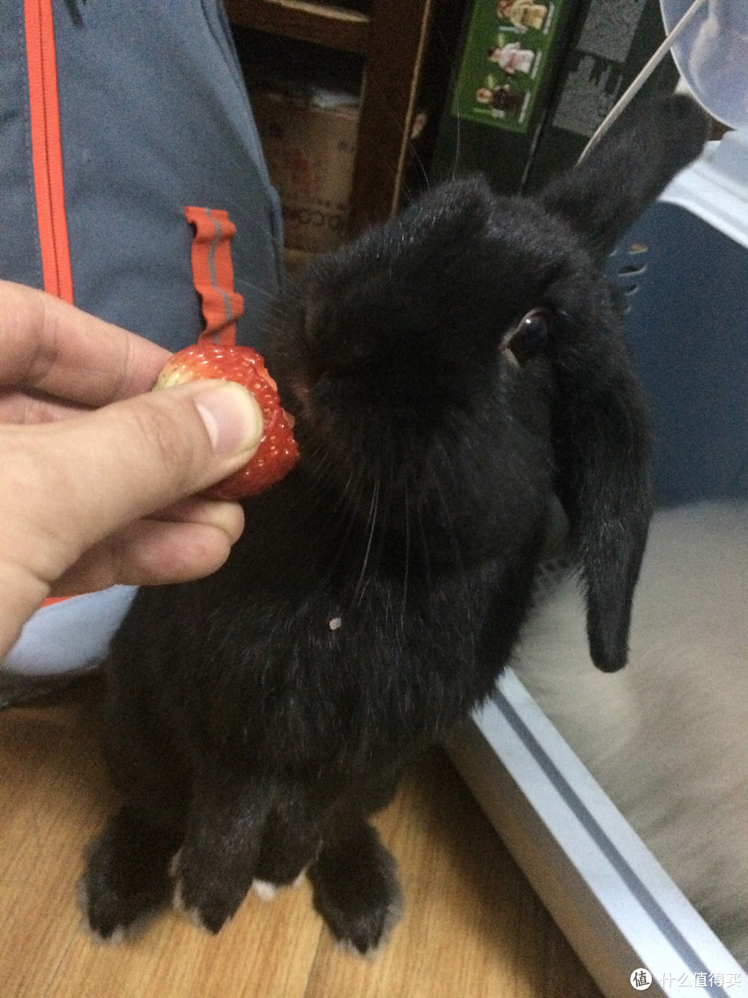 六岁兔爸的心得分享：宠物兔饲养指南