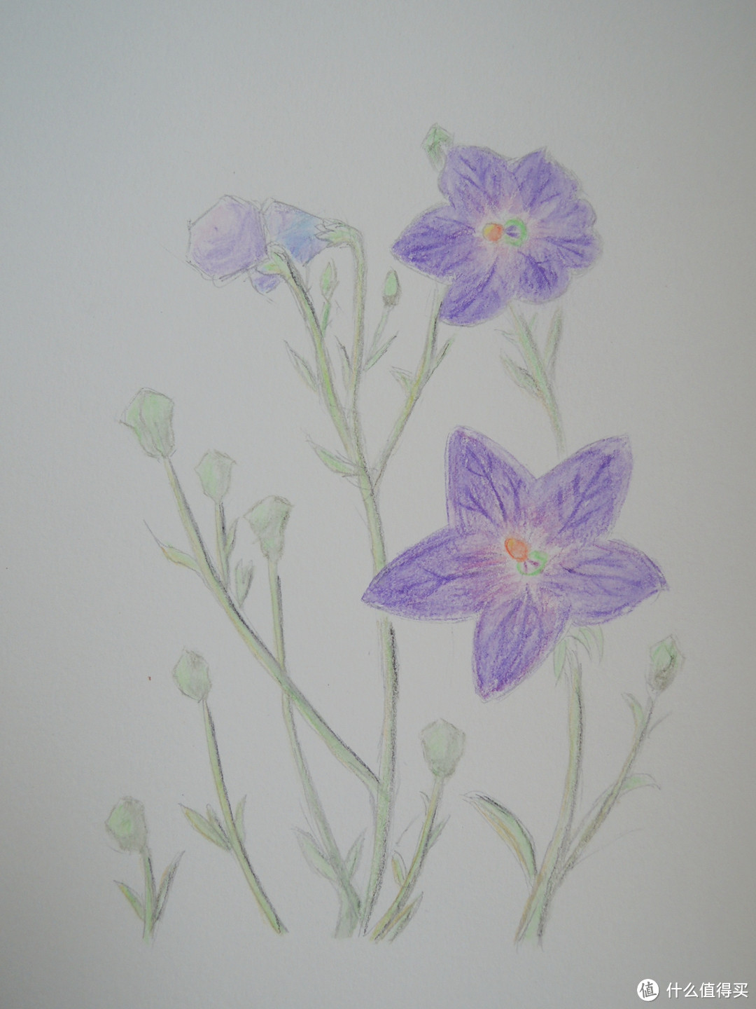 用心，就能画出来：飞乐鸟《花之绘•38种花的色铅笔图绘》