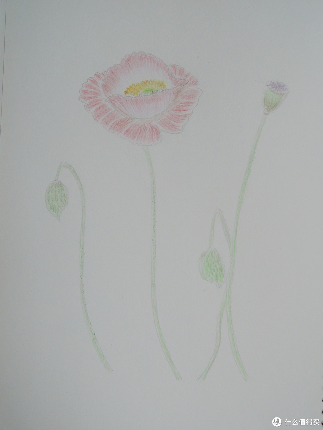 用心，就能画出来：飞乐鸟《花之绘•38种花的色铅笔图绘》