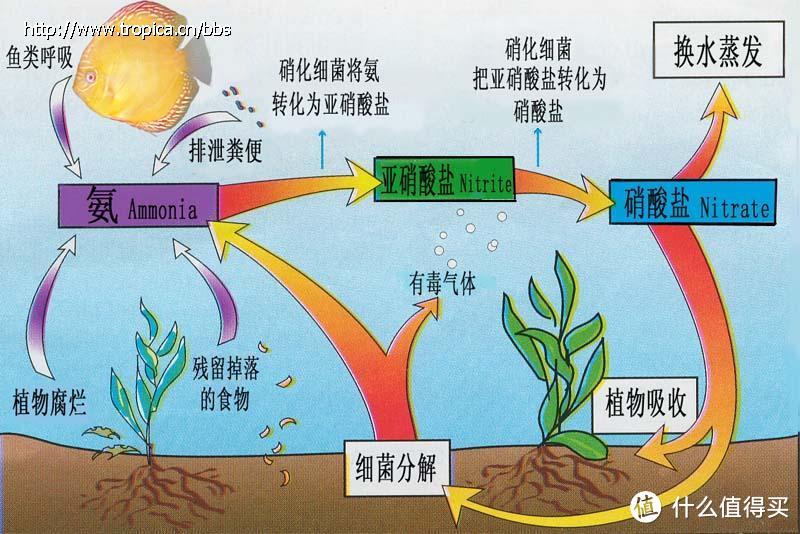 聊聊我的草缸之路