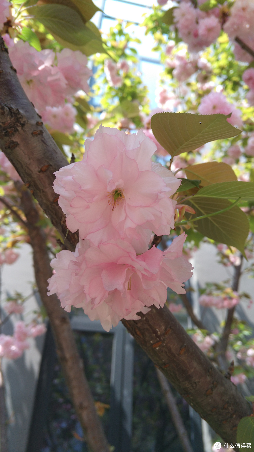 室外图2-细节-未压缩